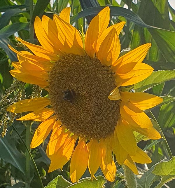 Sonnenblume am Seitzfeld