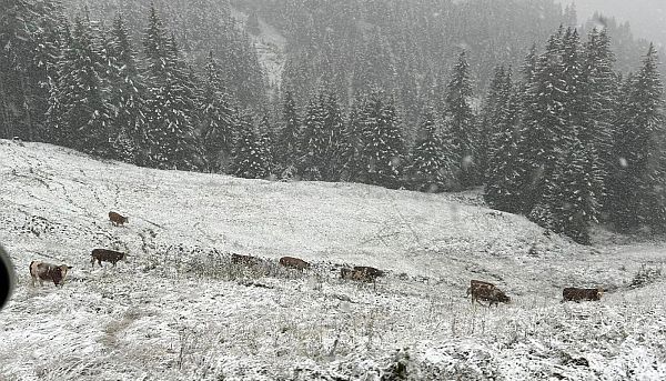 Almabtrieb
                                                      frher