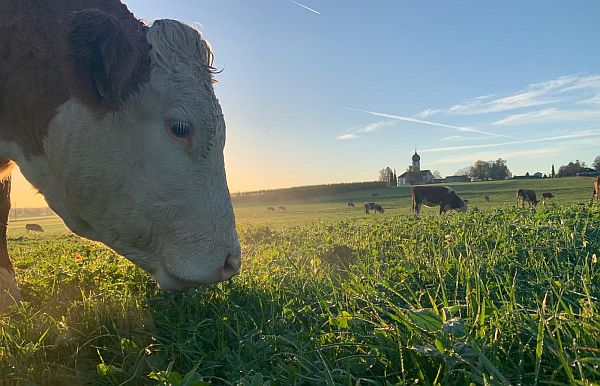 Baierbrunner Gras...