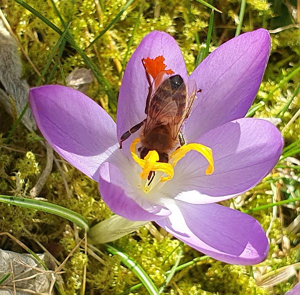 Frhling schon im
                                          Februar