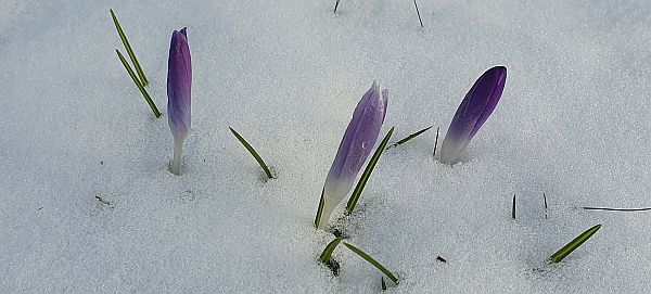 Krokus im Schnee