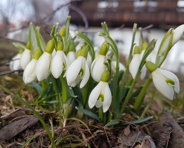 Schneeglckchen 2019